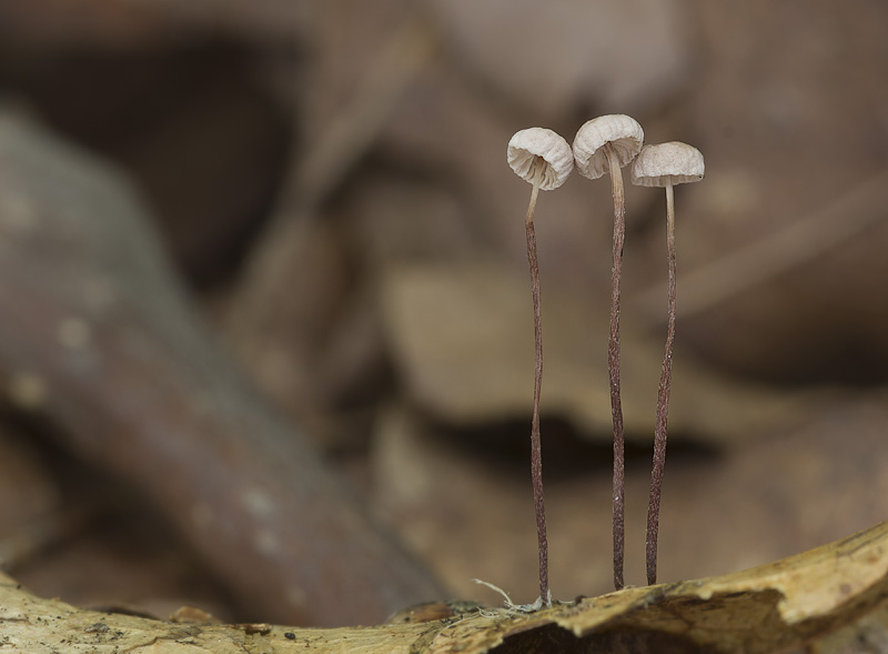 Gymnopus quercophilus